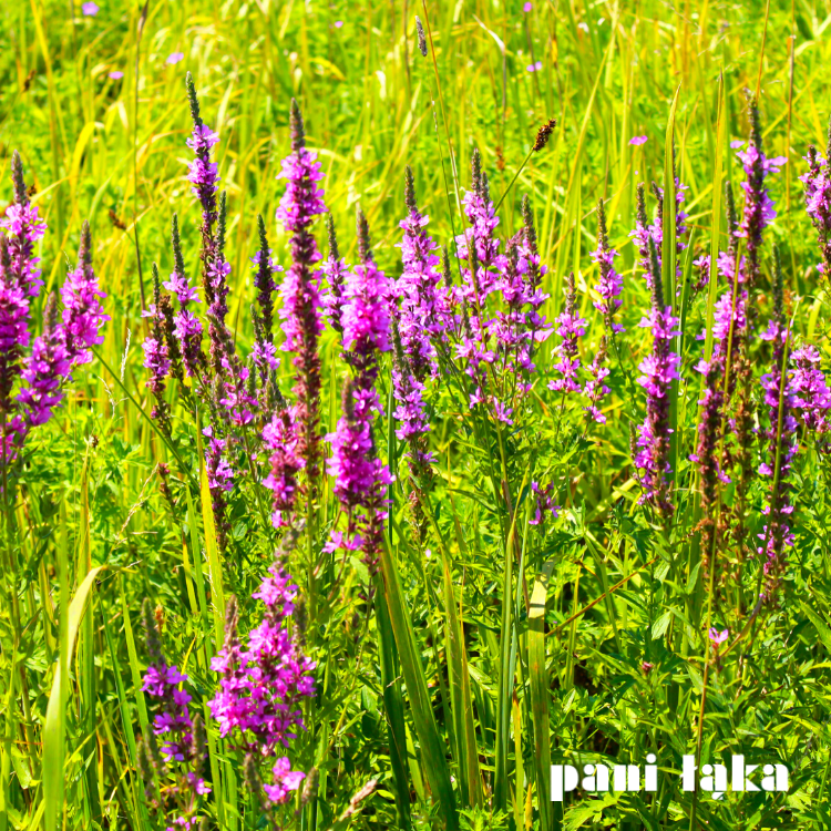 Kwiaty krwawnicy pospolitej Lythrum salicaria na łące panilaka.pl