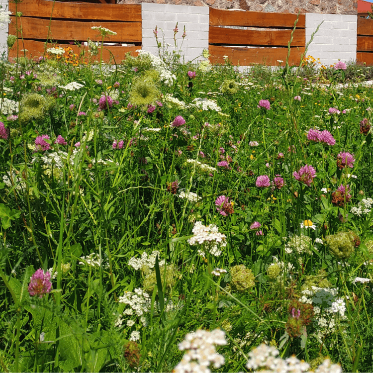 Kwiaty na łące tradycyjnej panilaka.pl