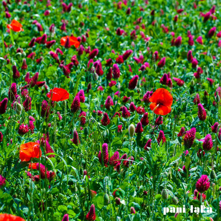 Koniczyna inkarnatka na łące pszczelej panilaka.pl