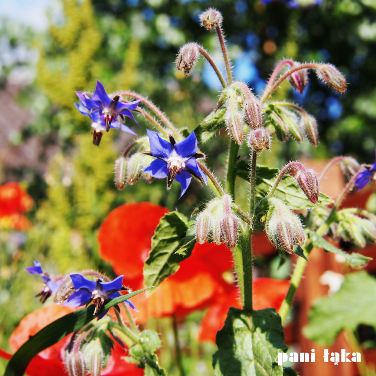 Ogórecznik lekarski na łące pszczelej panilaka.pl