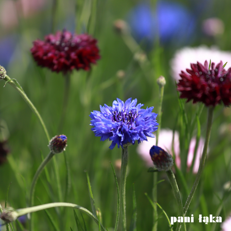 Chaber bławatek na łące pszczelej panilaka.pl