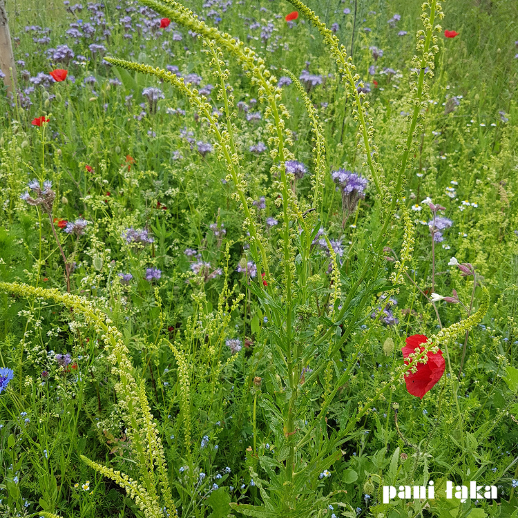 Rezeda wonna na łące pszczelej panilaka.pl