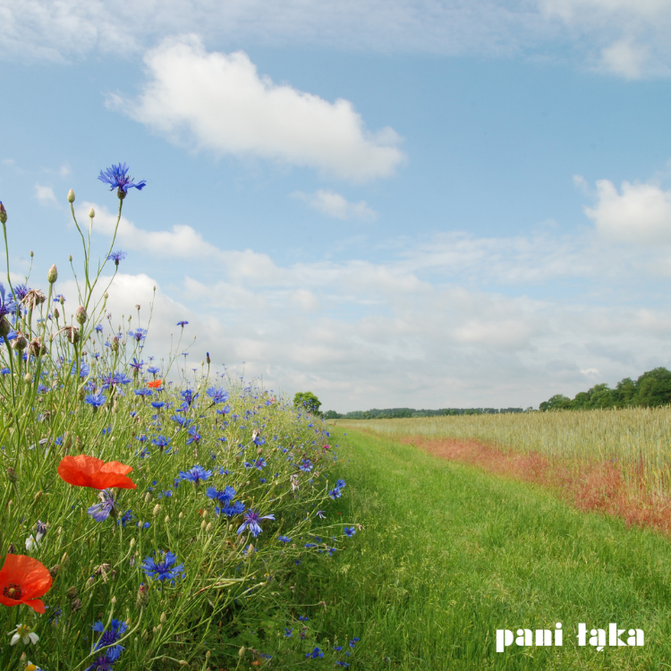 Kolorowe chabry bławatki i maki na łące panilaka.pl