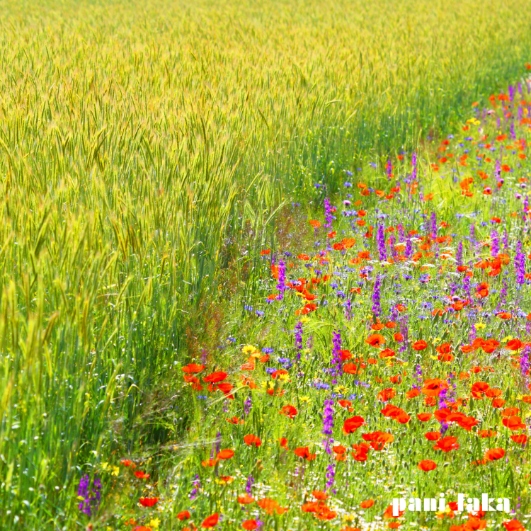 Czerwony mak polny na łące panilaka.pl