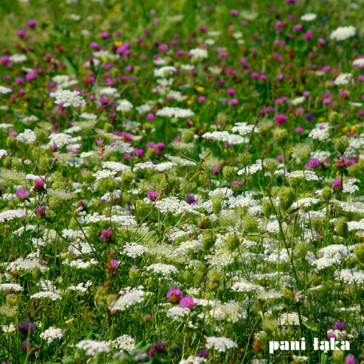 Marchew zwyczajna na łące miododajnej panilaka.pl