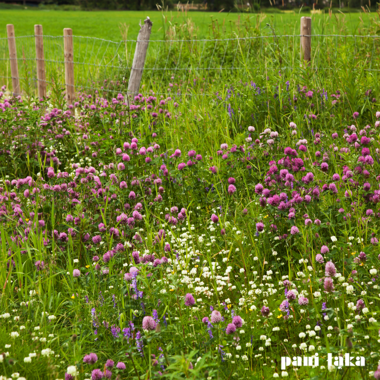 Koniczyna czerwona na łące miododajnej panilaka.pl