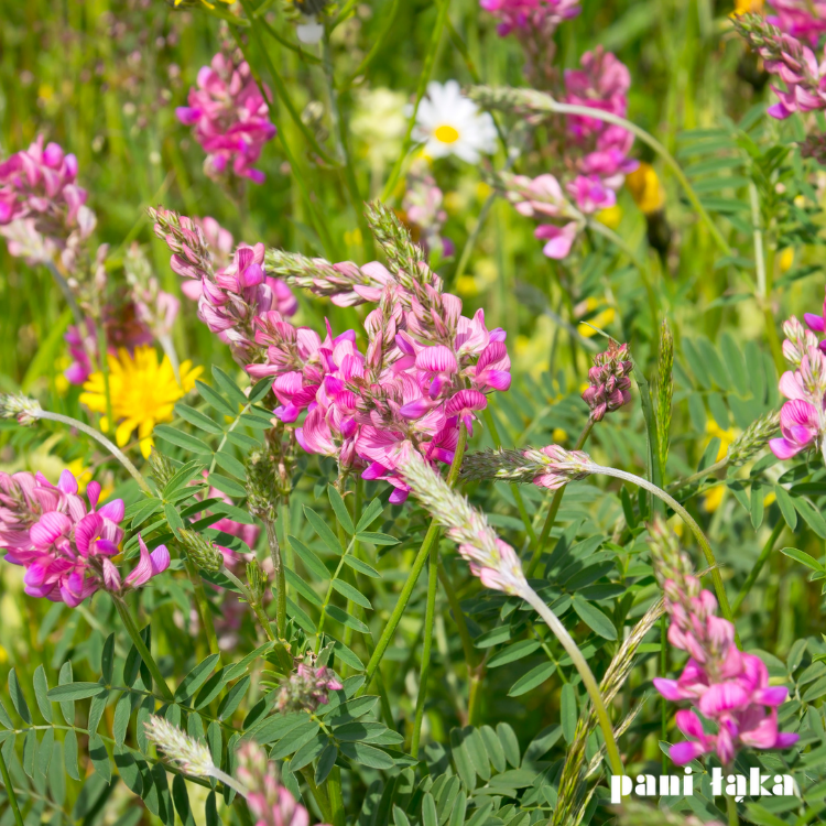 Esparceta na łące kwietnej miododajnej panilaka.pl