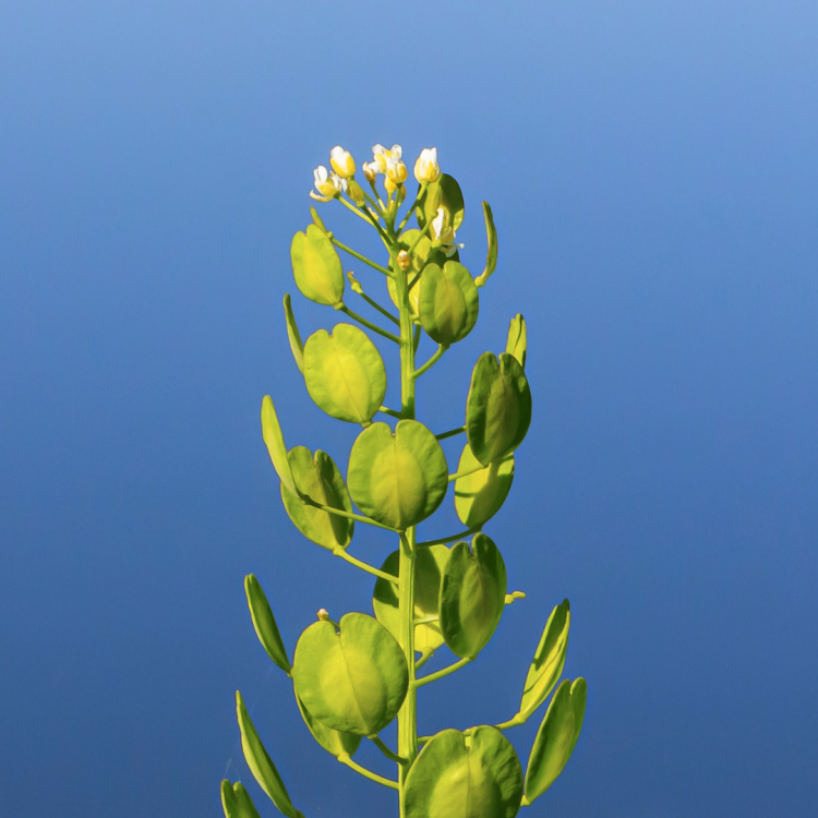 Tobołki polne Thlaspi arvense na tle nieba panilaka.pl