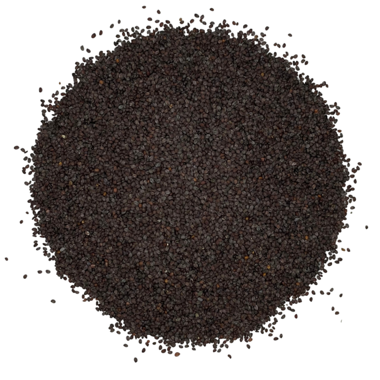 Nasiona tobołków polnych Thlaspi arvense na białym tle panilaka.pl