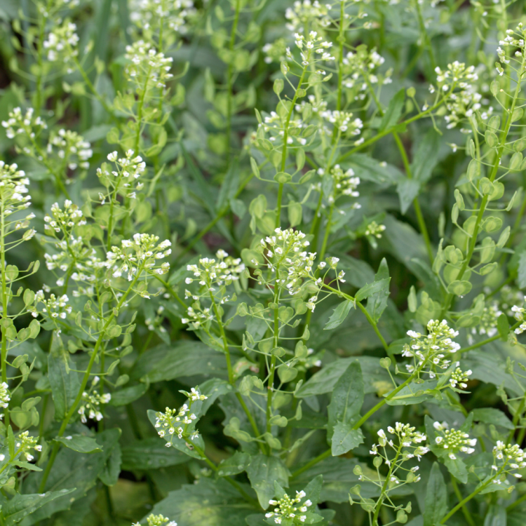 Tobołki polne Thlaspi arvense panilaka.pl