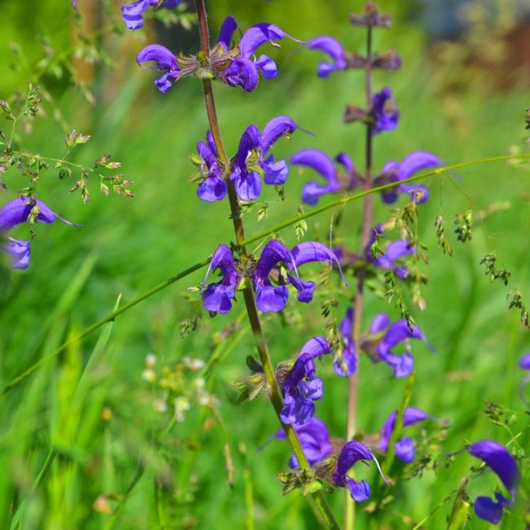 Niebieskie kwiaty na łące nektarowej panilaka.pl