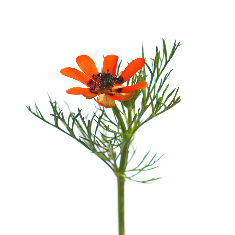 Miłek letni Adonis aestivalis na białym tle panilaka.pl