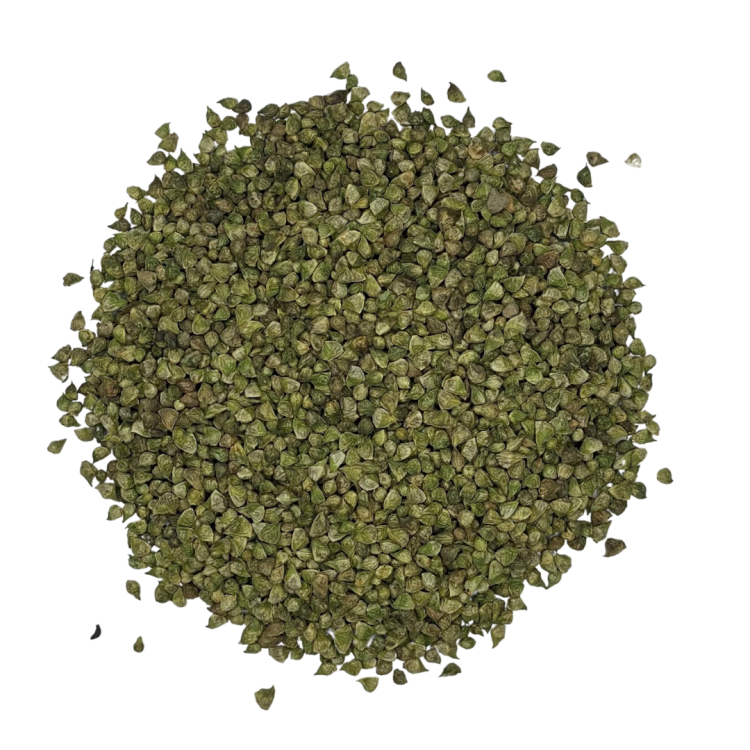 Nasiona miłka letniego Adonis aestivalis na białym tle panilaka.pl