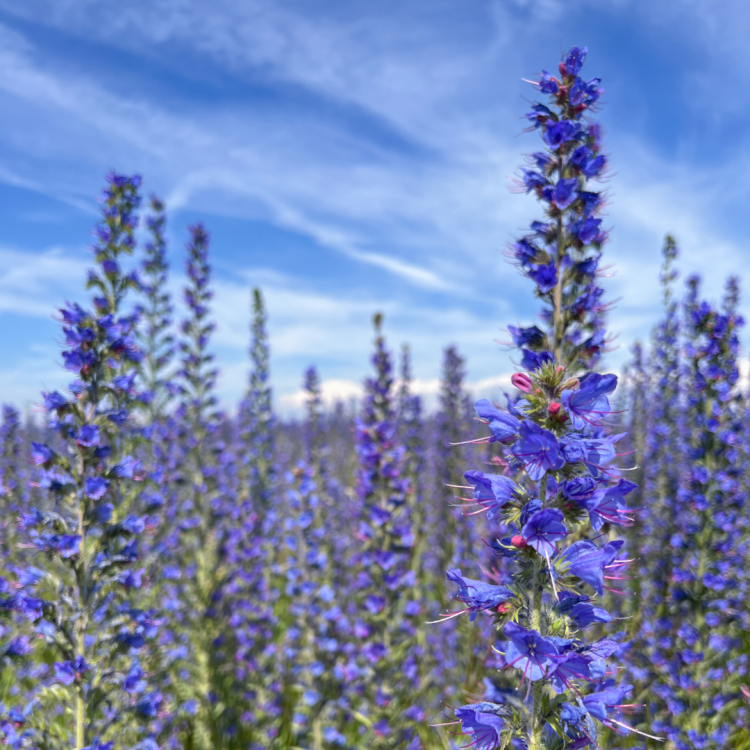 Żmijowiec zwyczajny Echium vulgare na tle nieba panilaka.pl