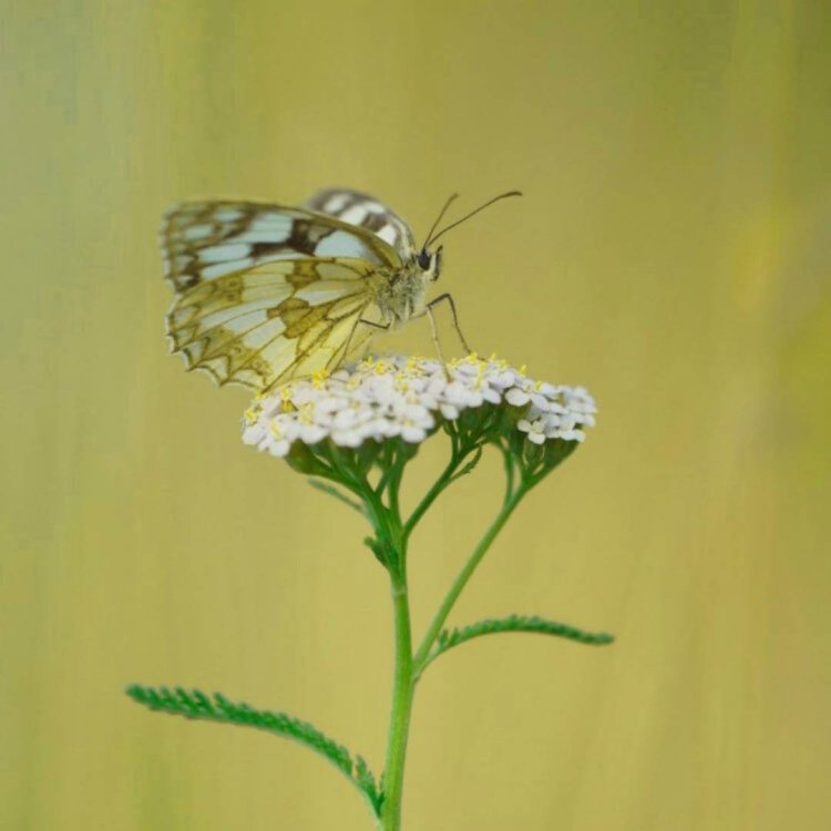 Biały kwiat i motyl panilaka.pl