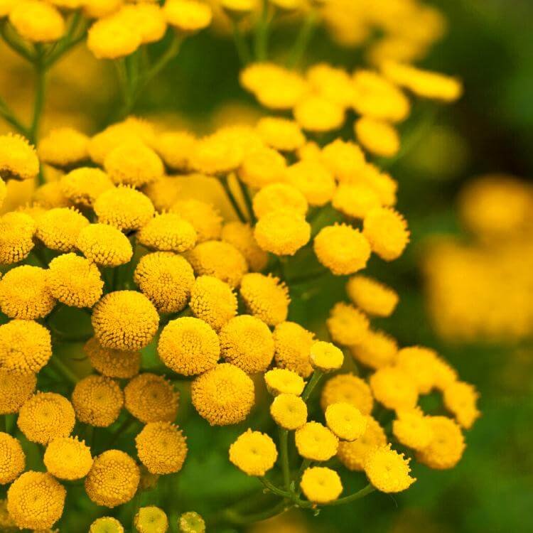 Żółte okrągłe kwiaty na łące antykleszczowej panilaka.pl