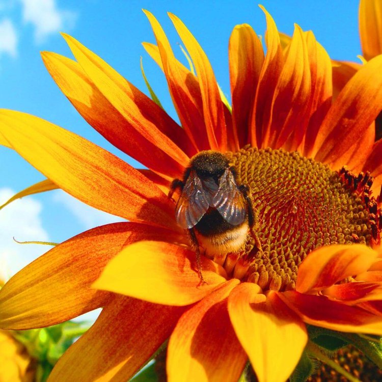 Żółty kwiat z owadem w środku panilaka.pl