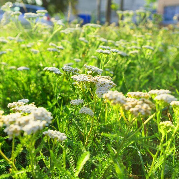 Białe kwiaty na łące antykleszczowej panilaka.pl