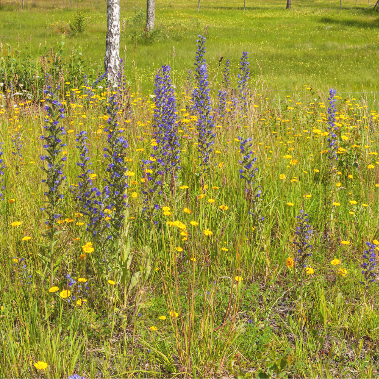 Łąka murawa panilaka.pl