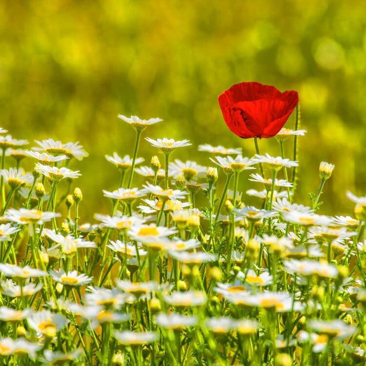Czerwony mak wśród białych kwiatków na łące antykleszczowej panilaka.pl