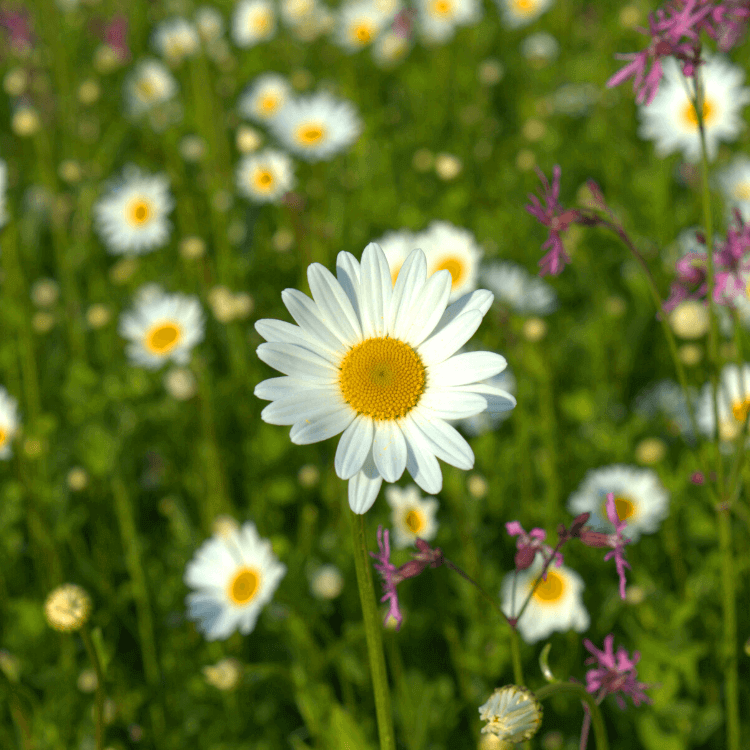 Kwiat na łące tradycyjnej panilaka.pl