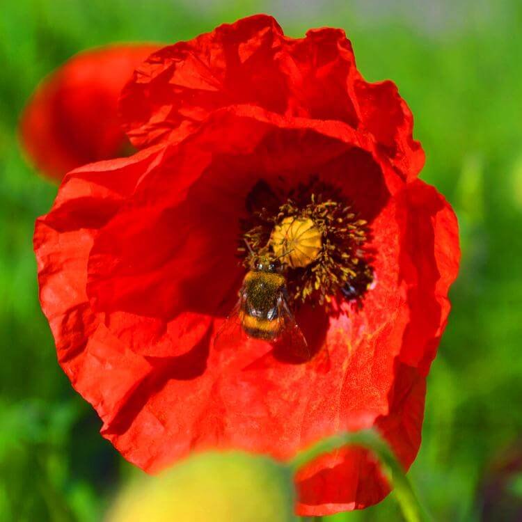 Czerwony kwiat z owadem na łące antykleszczowej panilaka.pl